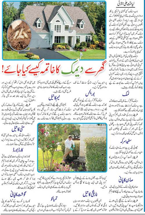 Top 10 Natural Methods for Termite Control (Urdu-English)